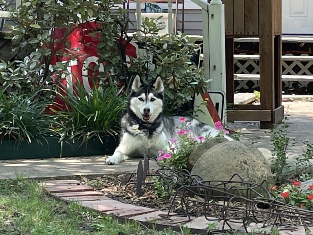 Black and white husky with a white face laying regally among some flowers.