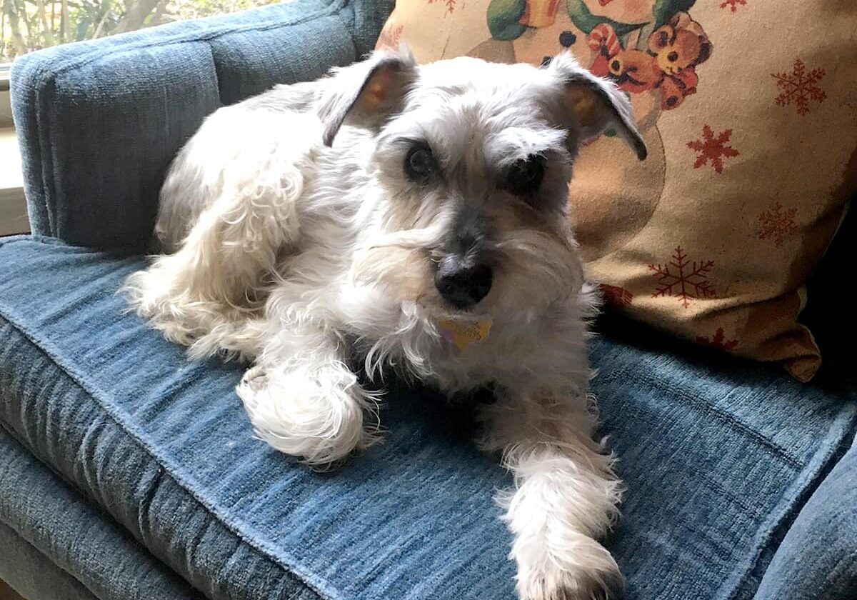 White mini schnauzer laying on a comfy blue chair.