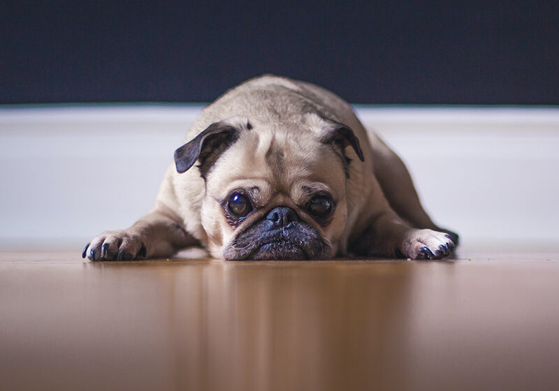 Pug dog laying his chin on the floor because he's confused about the misconceptions